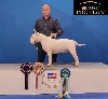  - Championnat de France et European Dog Show Paris 2022 