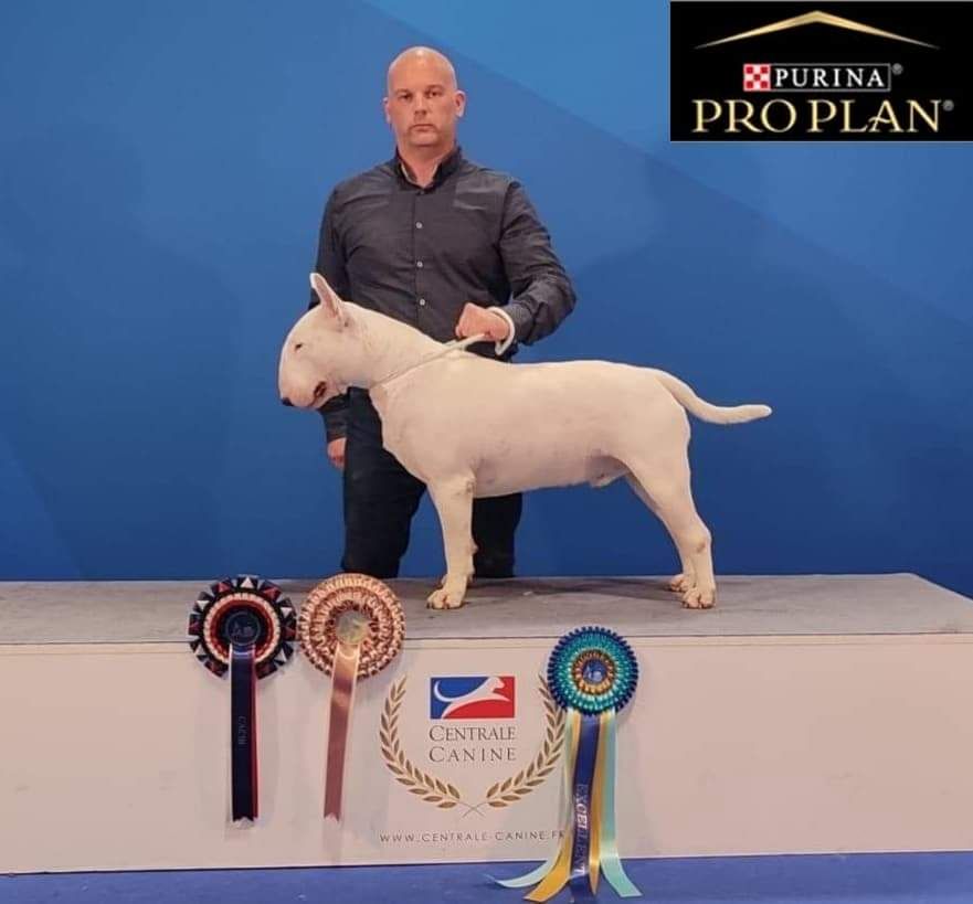 Des Guerriers Du Valhalla - Championnat de France et European Dog Show Paris 2022 